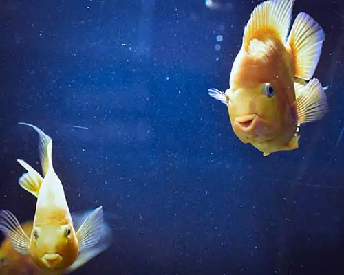 eclairage pour aquarium